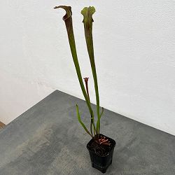 園芸ネット本店｜サラセニア の商品一覧【公式】