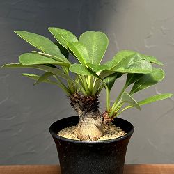 園芸ネット本店｜ザ・ファームユニバーサル オンライン:希少塊根植物