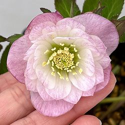 園芸ネット本店｜よりどりお買い得コーナー:クリスマスローズ 2ポット