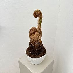 園芸ネット本店｜観葉植物:シダ類 の商品一覧 【公式】