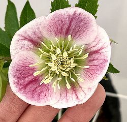 園芸ネット本店｜【お1人様1ポット】大和園さんのクリスマスローズ：24