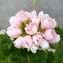 園芸ネット本店｜ゼラニウム の商品一覧【公式】