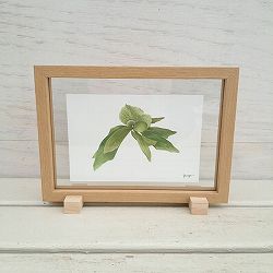 園芸ネット本店｜（わけあり特価）ボタニカルアート：ガジュマル