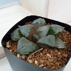 園芸ネット本店｜ハオルチア：コレクタ×コンプト（NSコンプト苗）2.5号