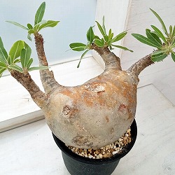 園芸ネット本店｜パキポディウム：マカイエンセ （魔界玉）4号23-01 の