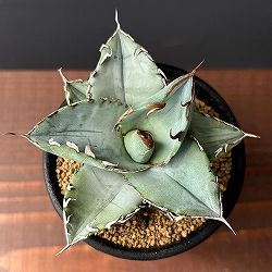 園芸ネット本店｜観葉植物:アガベ の商品一覧 【公式】