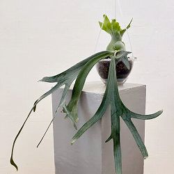 園芸ネット本店｜ビカクシダ：ミックススポア株（willinckii Wild Cat