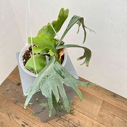 園芸ネット本店｜ビカクシダ：ミックススポア株（willinckii Wild Cat