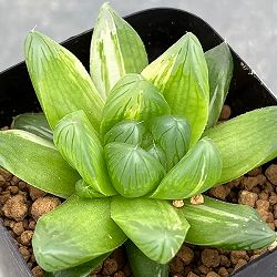 園芸ネット本店｜ハオルチア：ブルーレンズオブツーサ錦2.5号鉢植え の