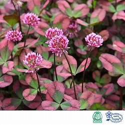 園芸ネット本店｜クローバー：四つ葉のクローバー・黒葉(しあわせ みぃ