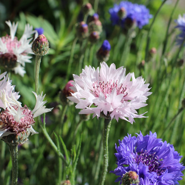 園芸ネット本店｜[送料無料]矢車草・中高性花色おかませミックス3号