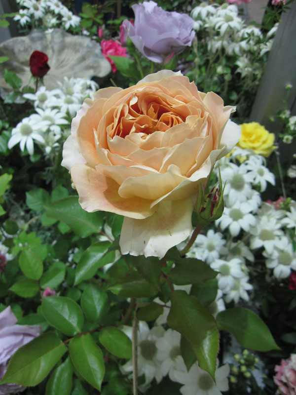 園芸ネット本店｜[送料無料]ハイブリッドティー：キャラメル