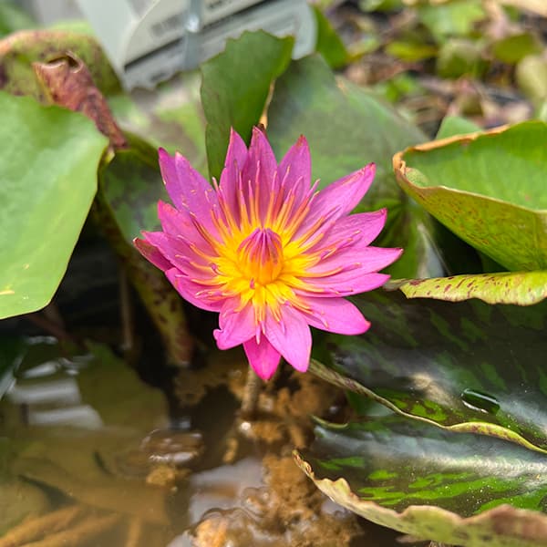 園芸ネット本店｜熱帯スイレン：クイーンオブサイヤム7号ポット[開花