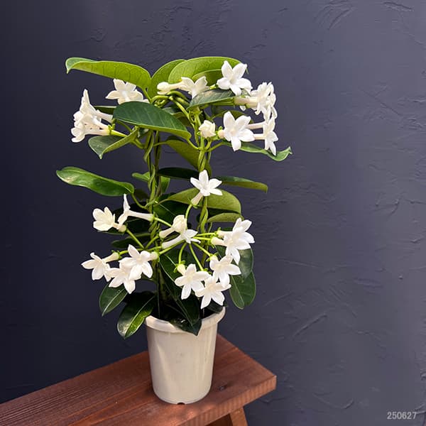 園芸ネット本店｜マダガスカル ジャスミン4号鉢植え の通販【公式】