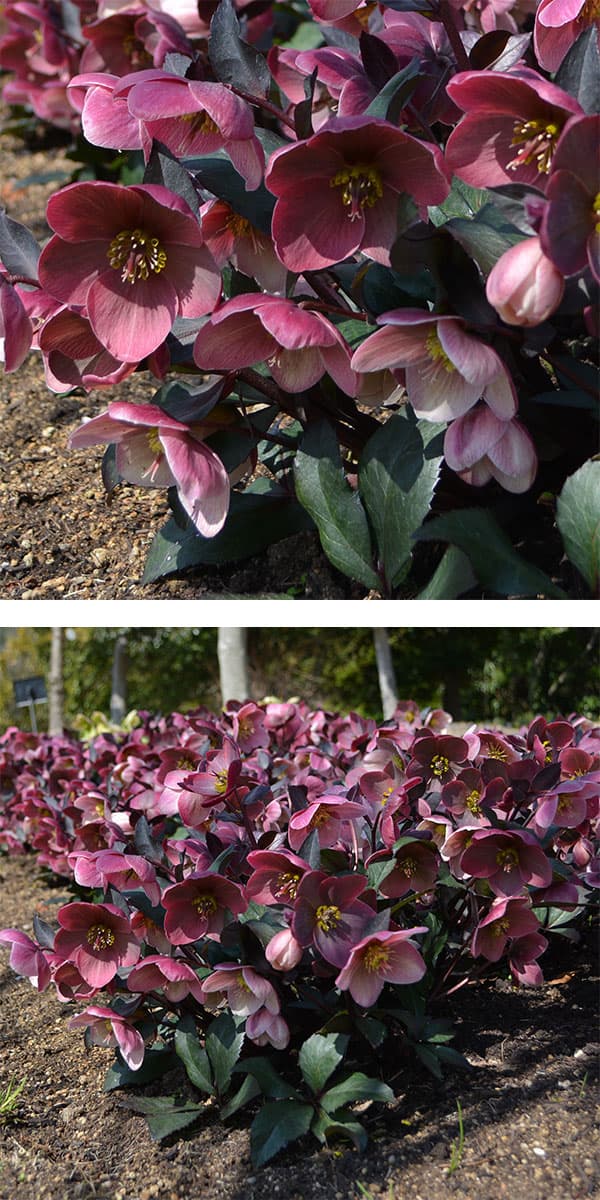 園芸ネット本店｜クリスマスローズ（原種交配）：*HGCピンクフロスト