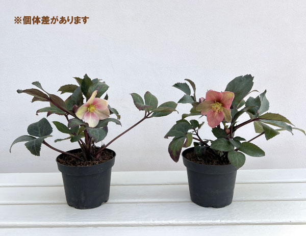 園芸ネット本店｜クリスマスローズ（原種交配）：*HGCピンクフロスト