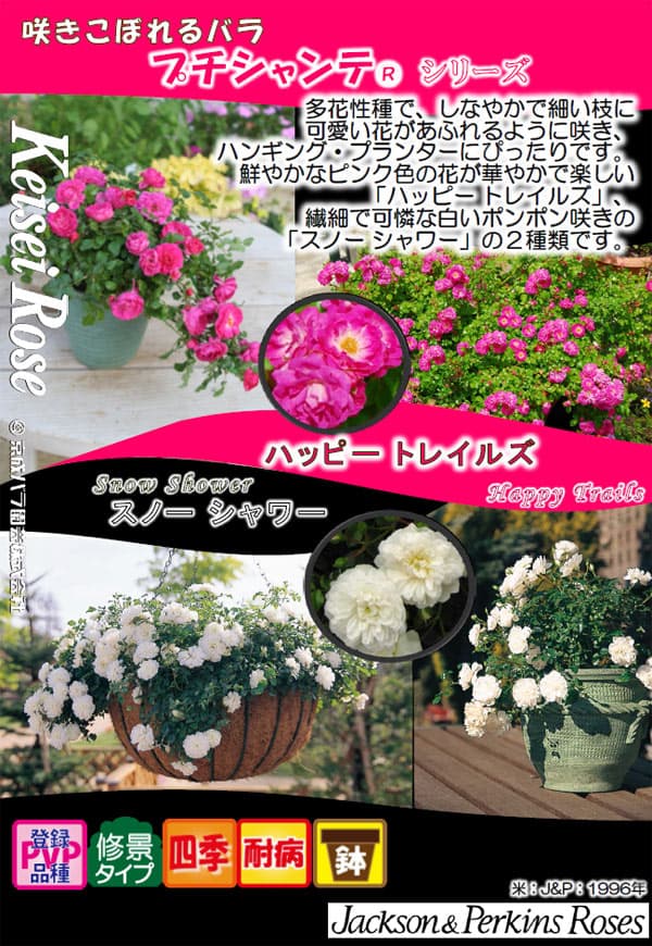園芸ネット本店｜プチシャンテ：ハッピートレイルズ4-5号ポット（バラ