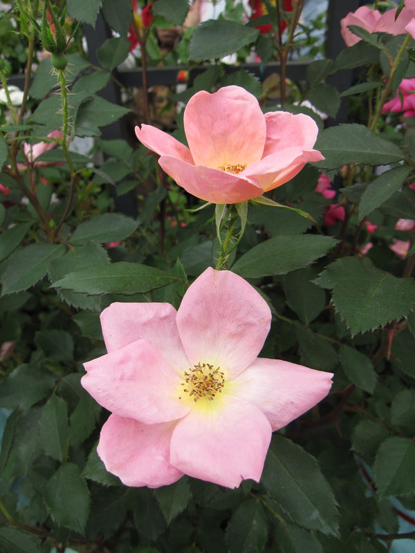 園芸ネット本店｜[送料無料]（わけあり特価）四季咲中輪バラ