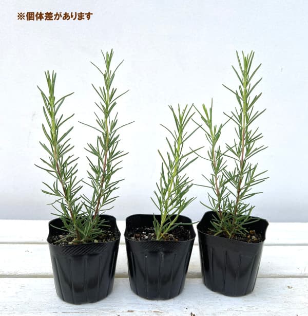 園芸ネット本店｜ローズマリー（立性）：プログマンズアップライト3号