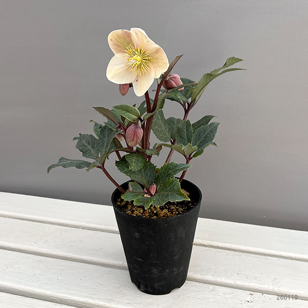 園芸ネット本店｜クリスマスローズ（原種交配）：*HGCシューティング