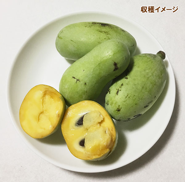 園芸ネット本店｜ポポー（実生苗）3.5号ポット の通販【公式】