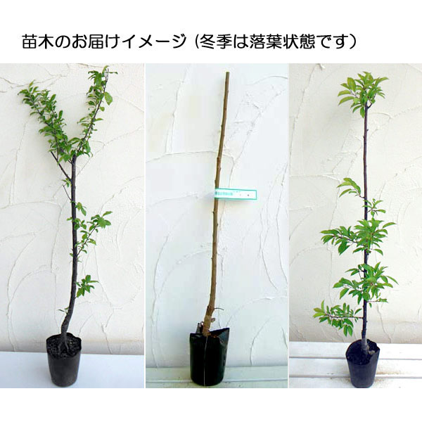 園芸ネット本店｜スモモ(プラム）：ハニーローザ4～5号ポット＊＊ の
