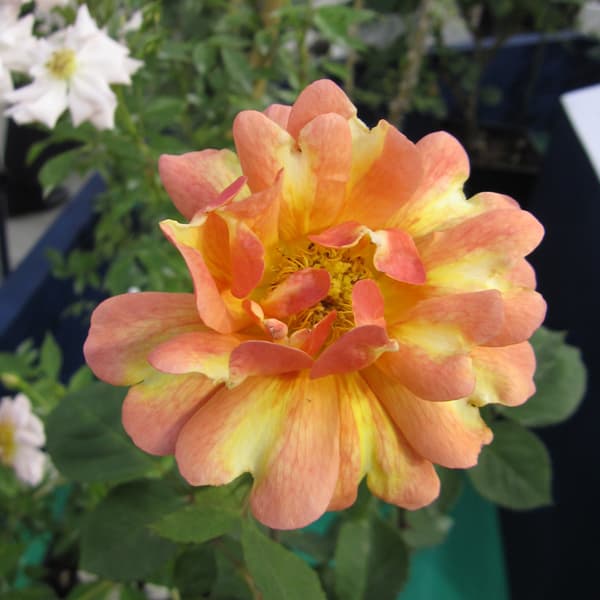 園芸ネット本店｜四季咲中輪バラ：アール・デコ大苗 の通販【公式】