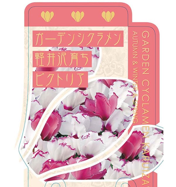 園芸ネット本店｜シクラメン：5品種セット の通販【公式】