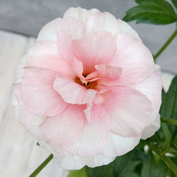 園芸ネット本店｜ラナンキュラス：ラックス3種セット／アリアドネ