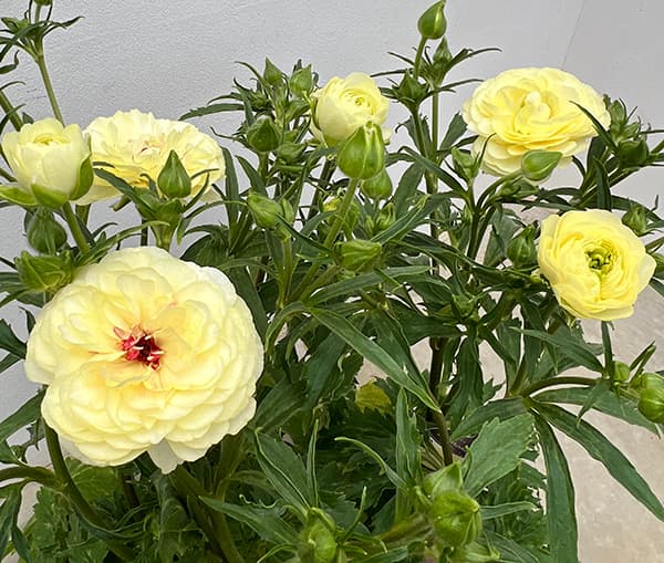 園芸ネット本店｜ラナンキュラス：ラックス アフロディーテ3.5-4号