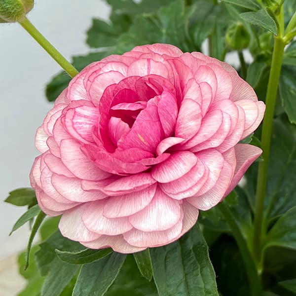 園芸ネット本店｜ラナンキュラス：ラックス ヘラ3.5-4号ポット* の通販