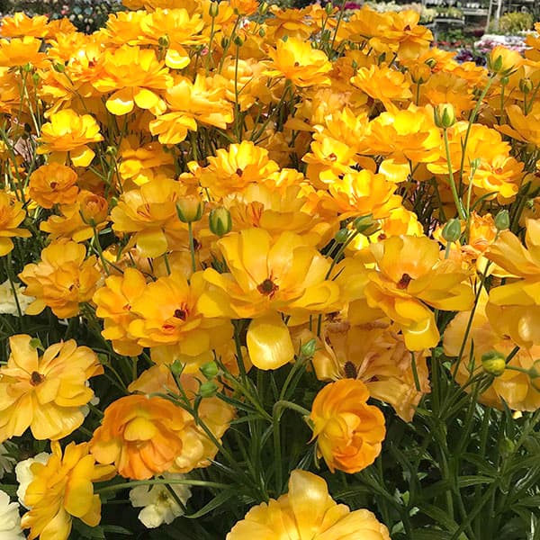 園芸ネット本店｜ラナンキュラス：ラックス ミネルバ3.5-4号ポット* 3