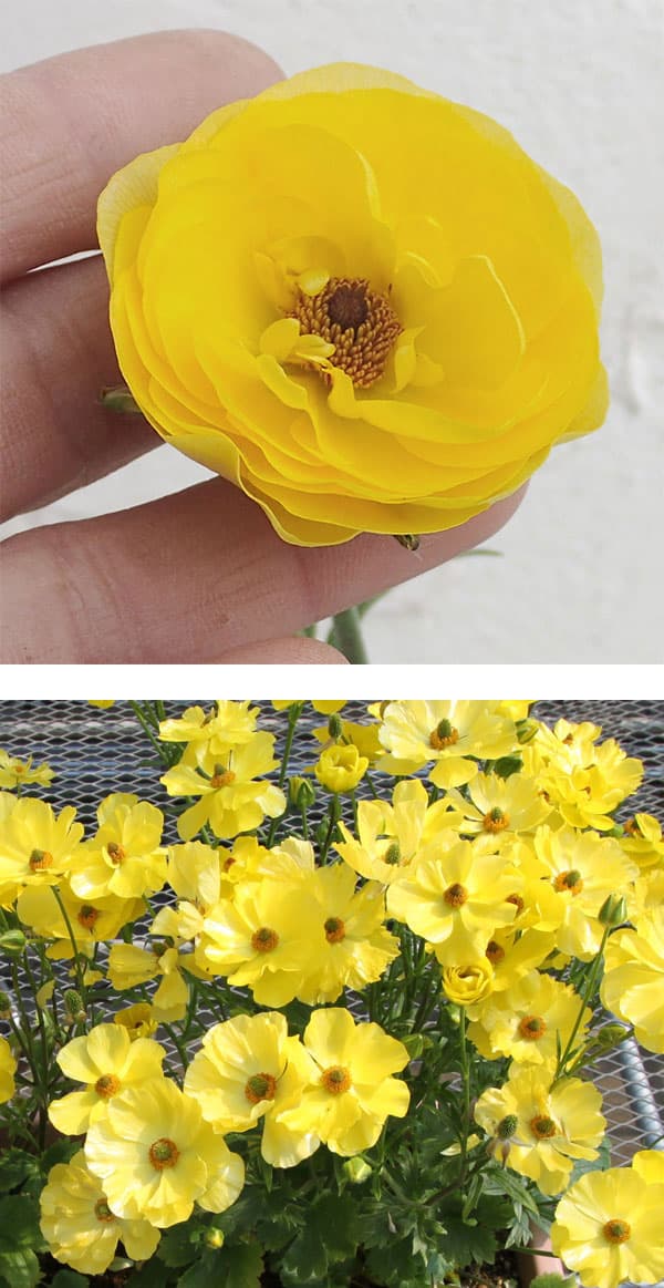 園芸ネット本店｜ラナンキュラス：ラックス ピュタロス5号鉢植えカゴ