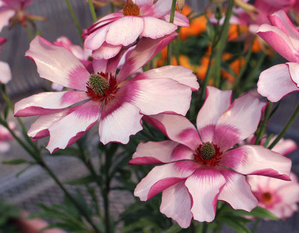 園芸ネット本店｜ラナンキュラス：ラックス リュキア5号鉢（開花終了株