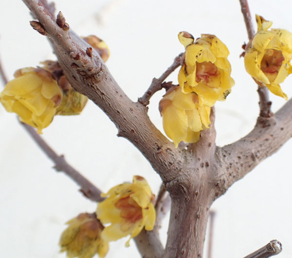 園芸ネット本店｜ロウバイ：満月（まんげつ）4～5号ポット の通販【公式】