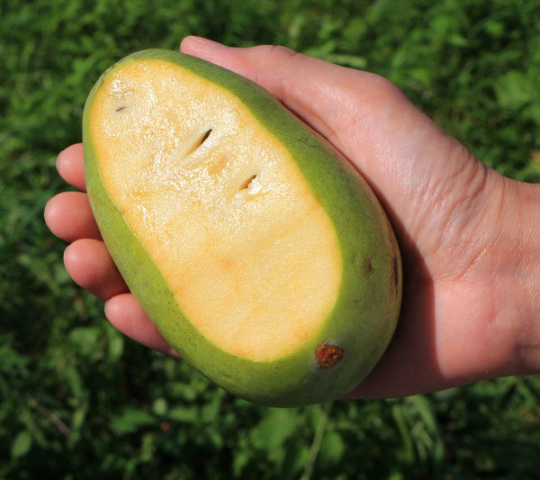 園芸ネット本店｜ポポー：マンゴー（接木苗） 5号ポット の通販【公式】