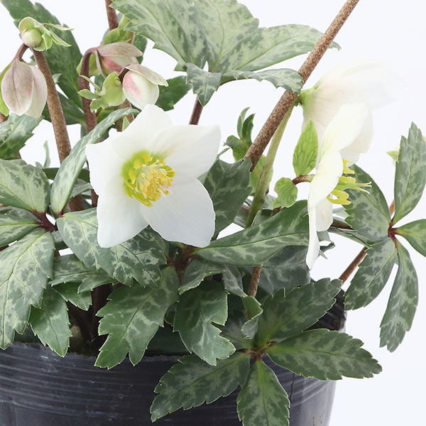 園芸ネット本店｜松村ナーセリーさんのクリスマスローズ（原種系