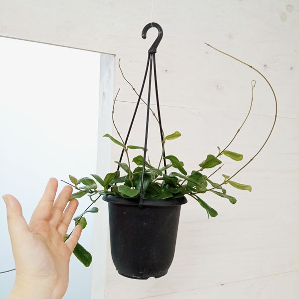 園芸ネット本店｜ホヤ：ロツンデフォリア 4号吊り鉢 の通販【公式】