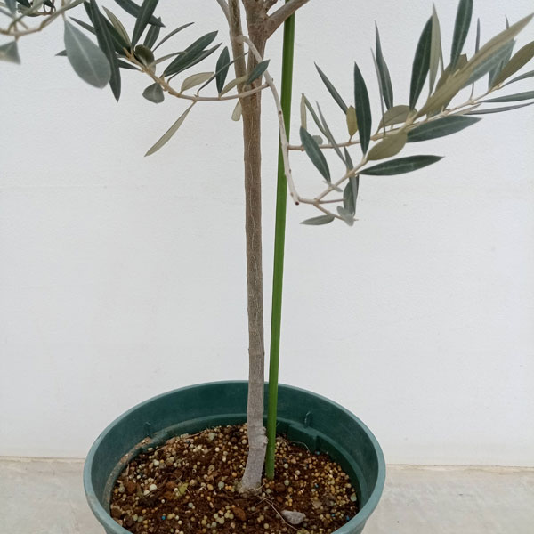 園芸ネット本店｜オリーブ：オヒブランカ 8号鉢植え* の通販【公式】