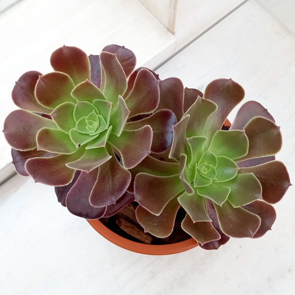 園芸ネット本店｜アエオニウム：カシミアバイオレット4号鉢植え の通販