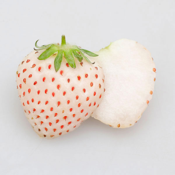 園芸ネット本店｜[26年3月中下旬予約]いちごのかんたん栽培セット（鉢