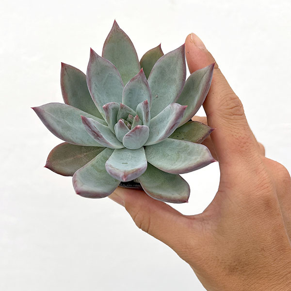 園芸ネット本店｜エケベリア：コロラータ 2号ポット の通販【公式】