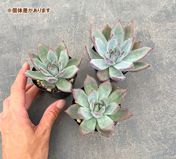 園芸ネット本店｜エケベリア：コロラータ 2号ポット の通販【公式】