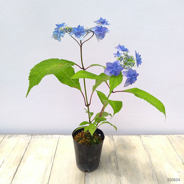 園芸ネット本店｜ヤマアジサイ：ミヤマヤエムラサキ（深山八重紫） 4号