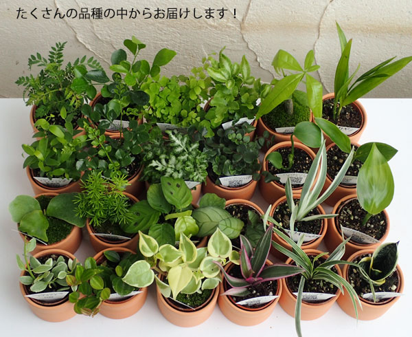 園芸ネット本店｜ミニ観葉植物アソート2号テラコッタ鉢入り3株セット