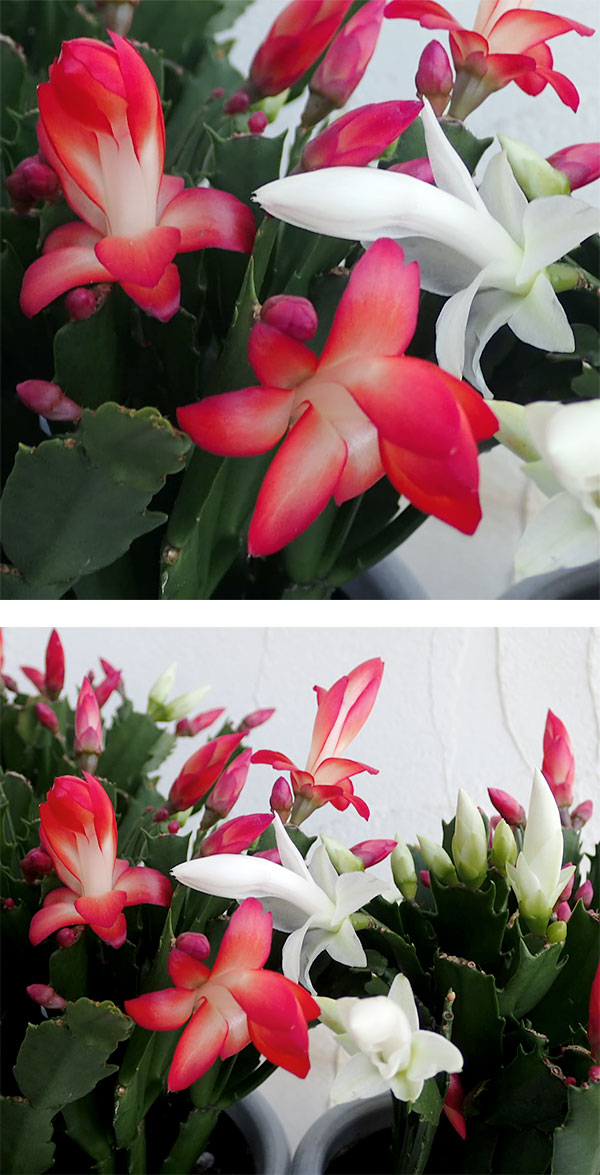 園芸ネット本店｜[送料無料]デンマークカクタス：紅白ミックス植え5号