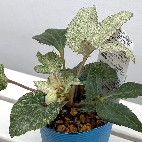 園芸ネット本店｜松村ナーセリーさんのクリスマスローズ（原種系