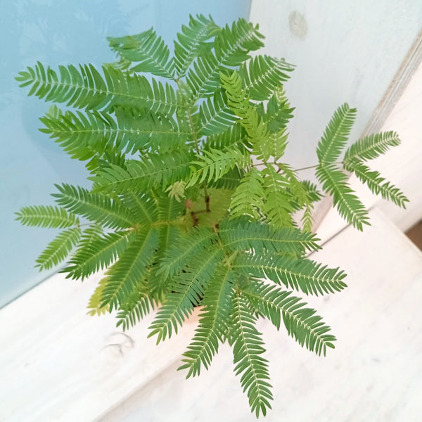 園芸ネット本店｜エバーフレッシュ・陶器鉢ベラ白皿付 の通販【公式】