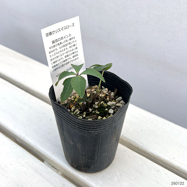 園芸ネット本店｜クリスマスローズ（原種）：オドルス3号ロングポット