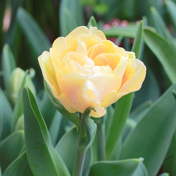 園芸ネット本店｜チューリップ（八重咲き）：フォクシーフォックス